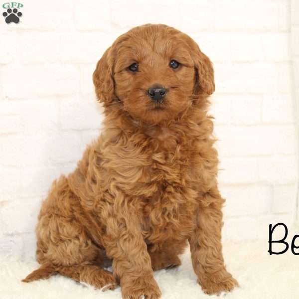 Bella store mini goldendoodles