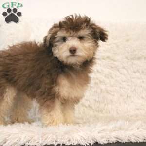 Cody, Toy Poodle Puppy
