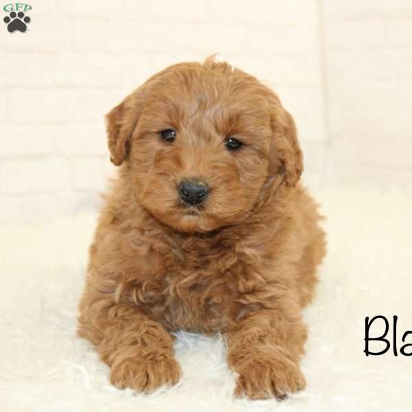 Blair, Mini Goldendoodle Puppy