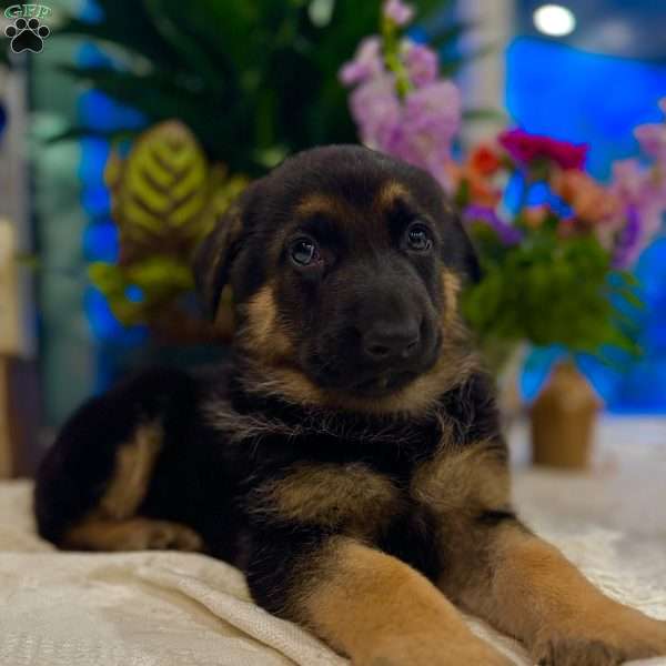 Danno, German Shepherd Puppy