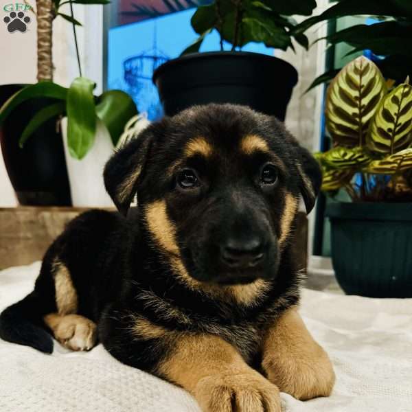 Tani, German Shepherd Puppy