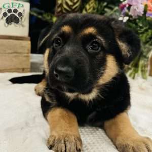 Kono, German Shepherd Puppy