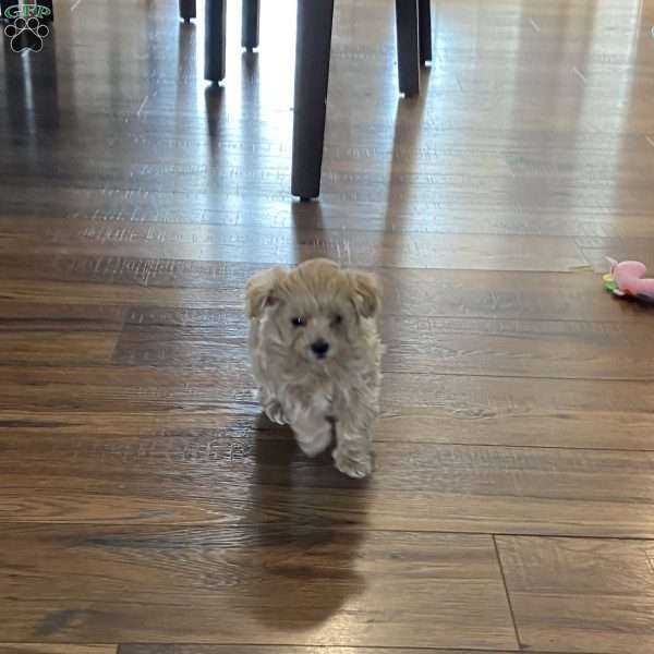 Tiny Tina, Maltipoo Puppy