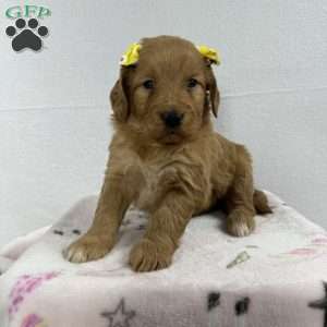 Roxie, Mini Goldendoodle Puppy