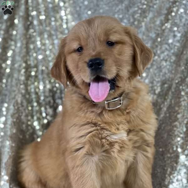 Raymond, Golden Retriever Puppy