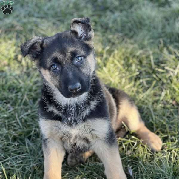 Suzie, German Shepherd Puppy