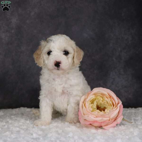 Zara, Mini Sheepadoodle Puppy