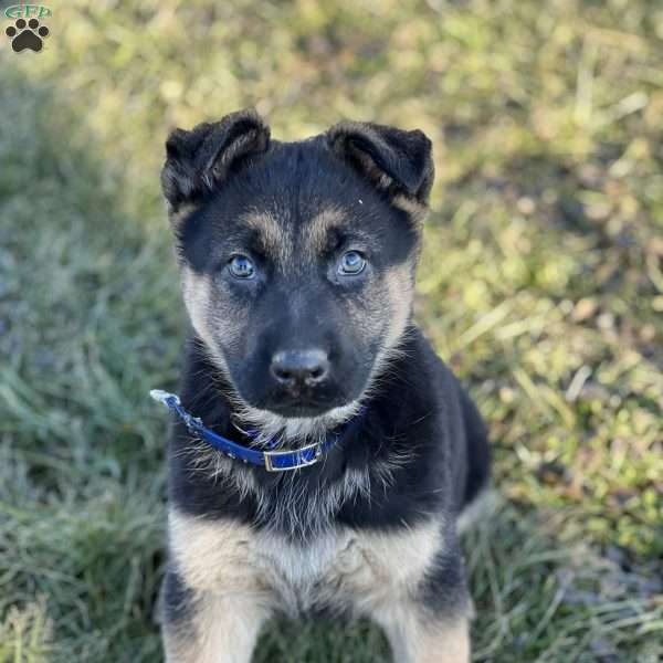 Stevie, German Shepherd Puppy