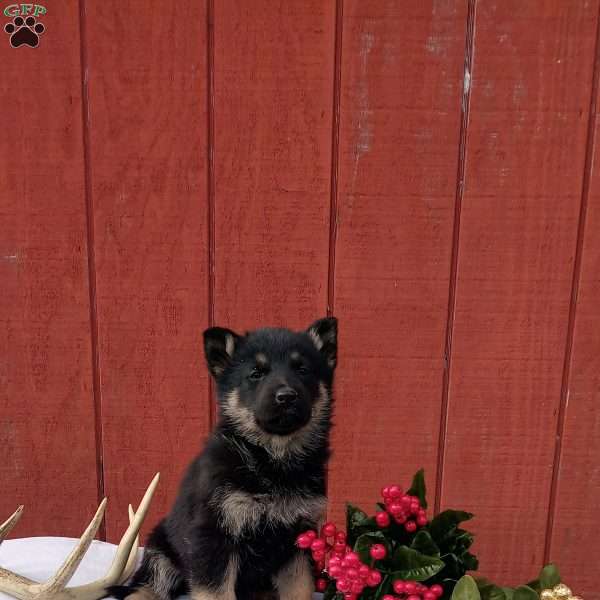 Abby, German Shepherd Puppy
