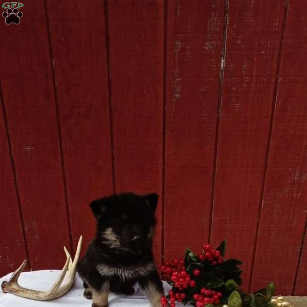 Asher, German Shepherd Puppy