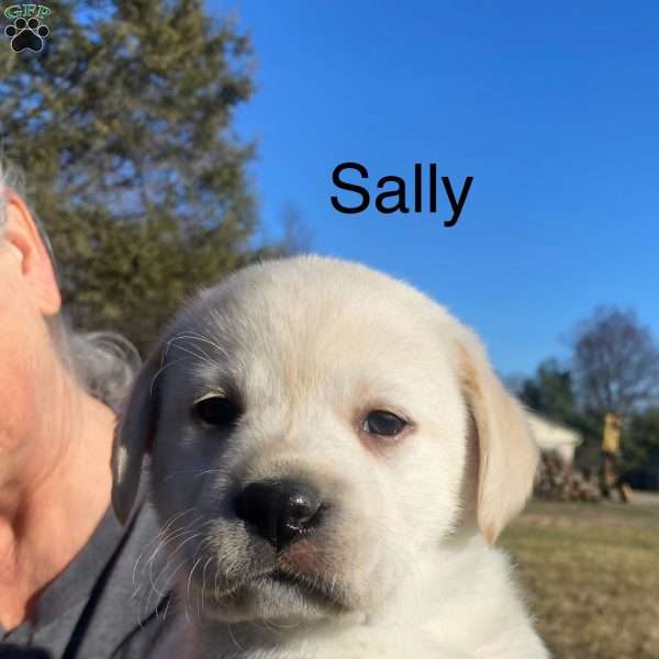 Sally, Yellow Labrador Retriever Puppy
