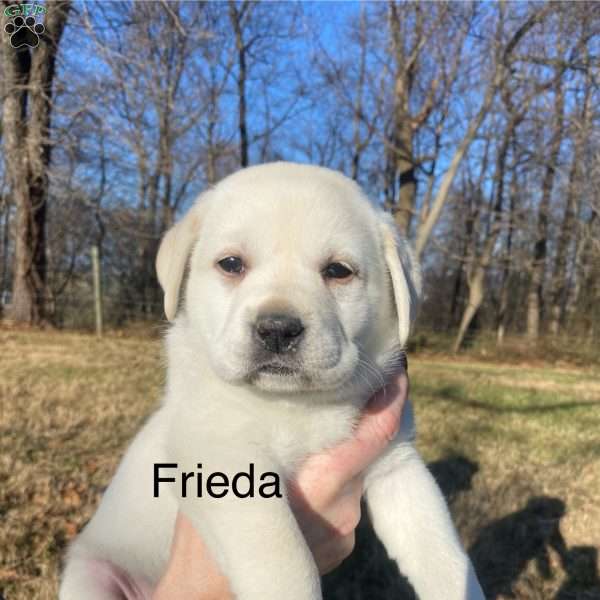 Frieda, Yellow Labrador Retriever Puppy