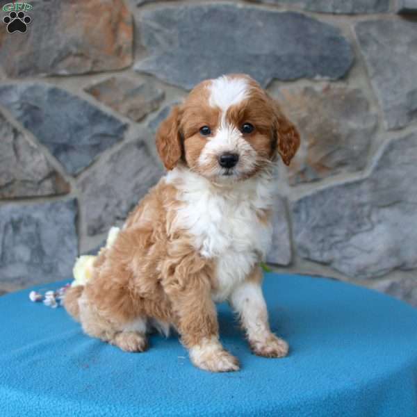 Winnie F1b, Mini Aussiedoodle Puppy