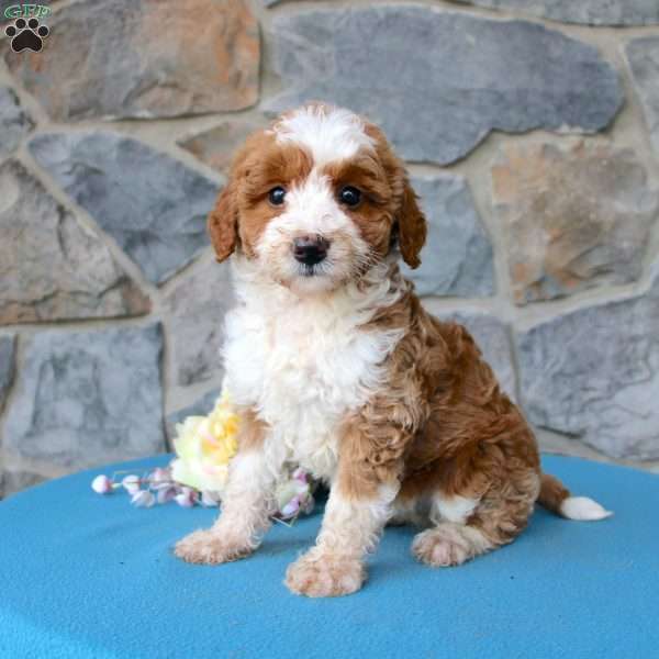 Wanda F1b, Mini Aussiedoodle Puppy