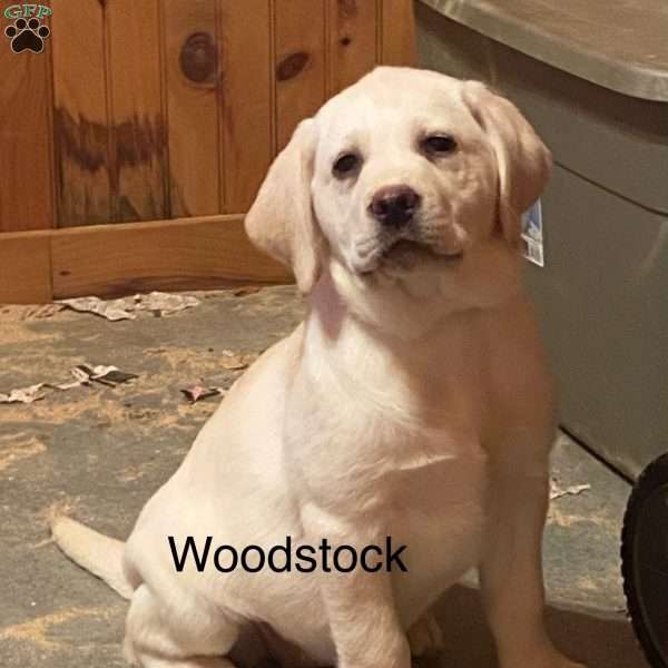 Woodstock, Yellow Labrador Retriever Puppy