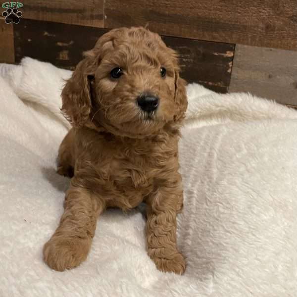 Davey – F1B, Mini Goldendoodle Puppy