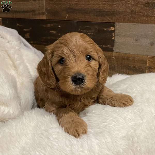 Dolly -F1B, Mini Goldendoodle Puppy