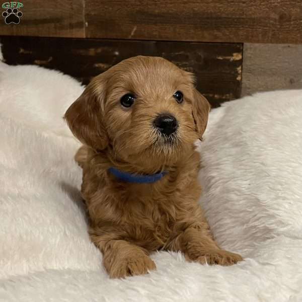 Daisy – F1B, Mini Goldendoodle Puppy