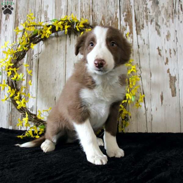 Asher, Border Collie Puppy