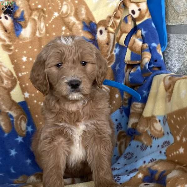 Duke, Goldendoodle Puppy