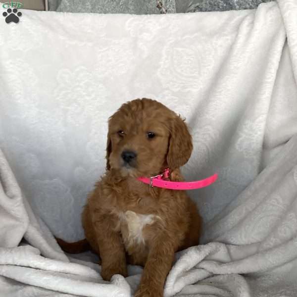 Olivia, Goldendoodle Puppy