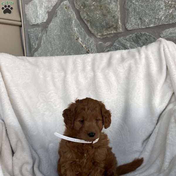 Amber, Goldendoodle Puppy