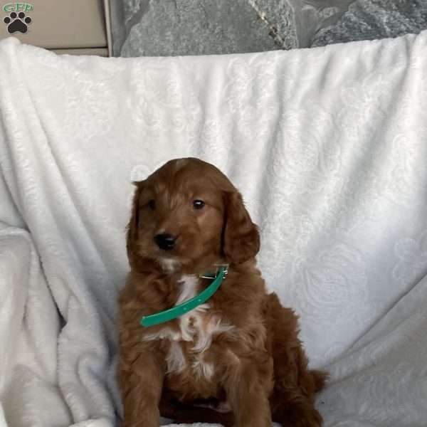 Teddy, Goldendoodle Puppy