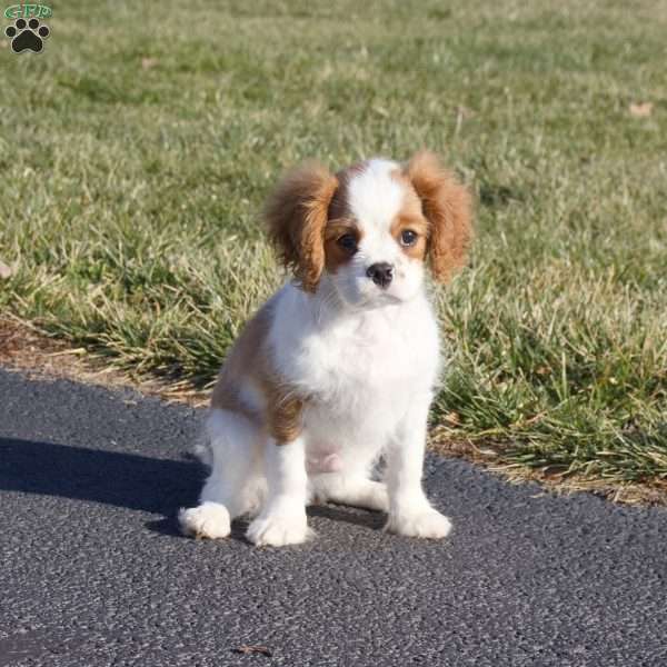 Jasper, Cavalier King Charles Spaniel Puppy