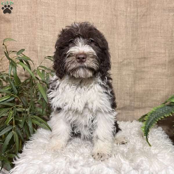 Candy, Portuguese Water Dog Puppy