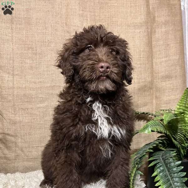 Benny, Portuguese Water Dog Puppy