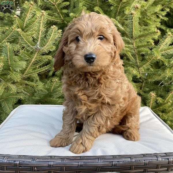Duncan – F1B, Mini Goldendoodle Puppy