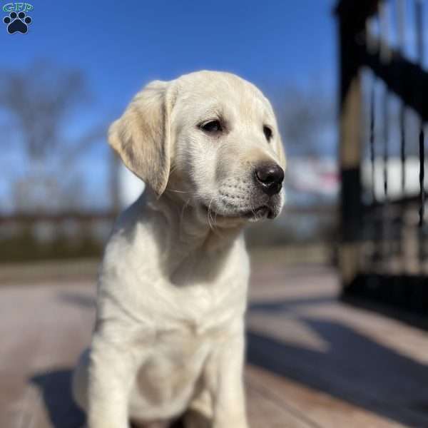 Daisy, Golden Labrador Puppy