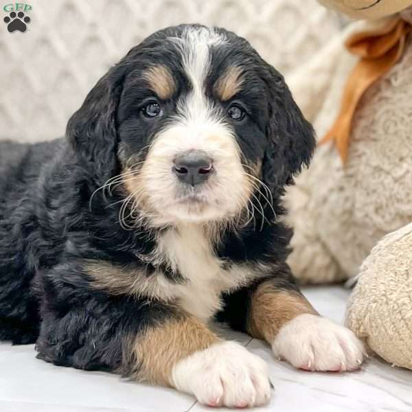 Cleo, Bernedoodle Puppy