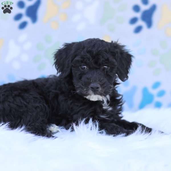 Sophie, Portuguese Water Dog Puppy