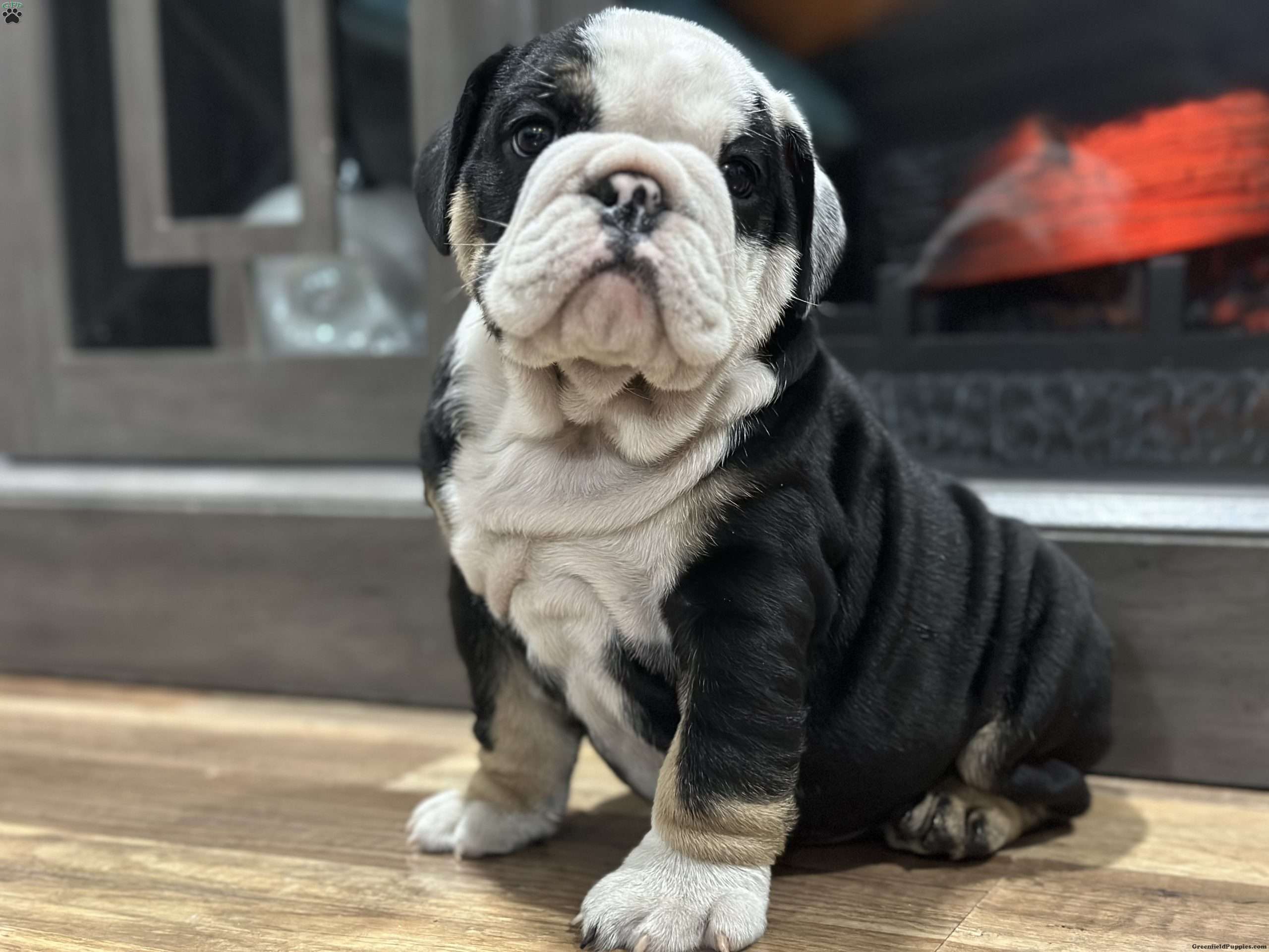 Rocky - English Bulldog Puppy For Sale in Maryland