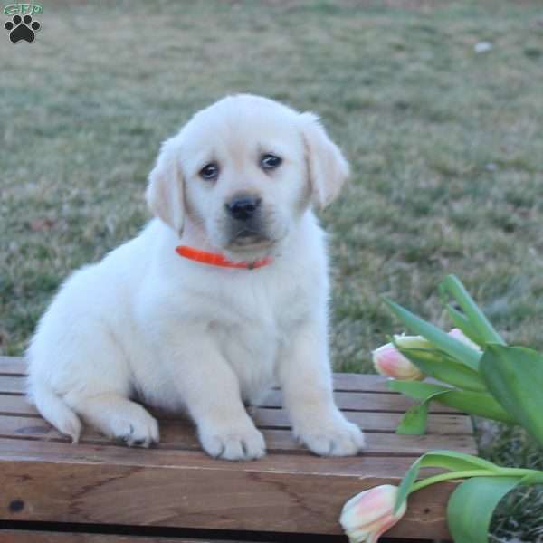Scout, Golden Labrador Puppy