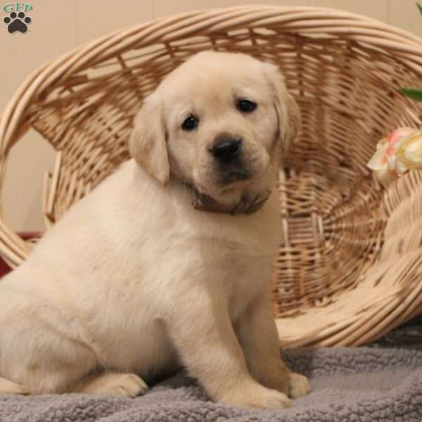 Sebastian, Golden Labrador Puppy