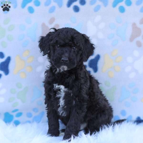 Scout, Portuguese Water Dog Puppy