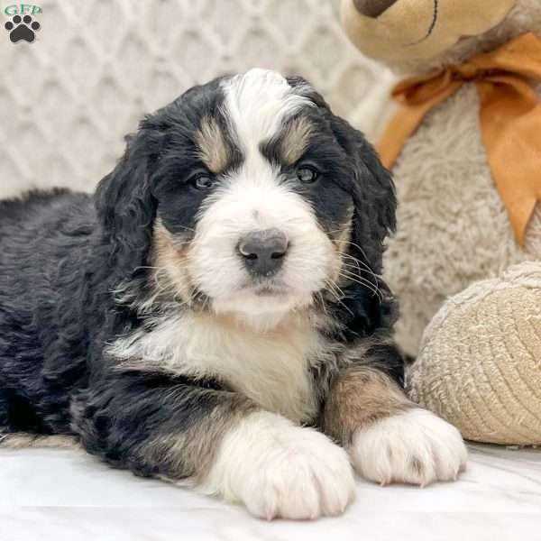 Finn, Bernedoodle Puppy