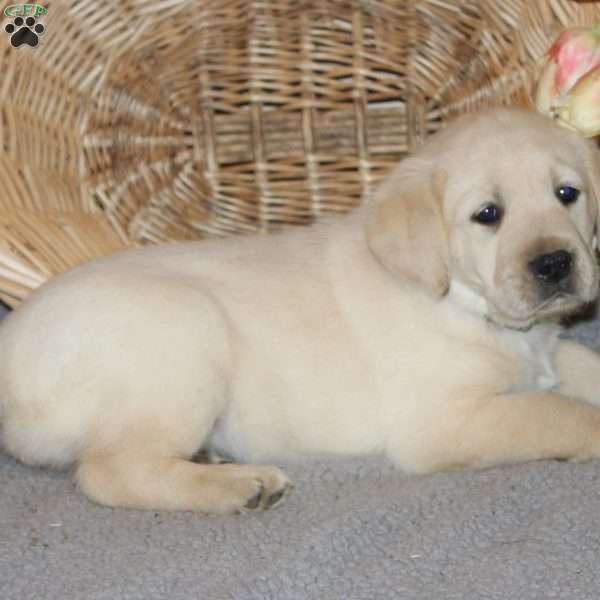 Rosy, Golden Labrador Puppy