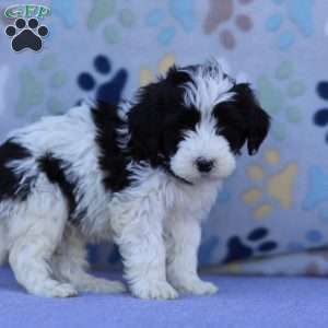 Saylor, Portuguese Water Dog Puppy