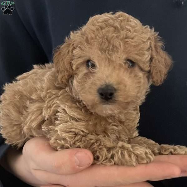 Cheerio, Toy Poodle Puppy