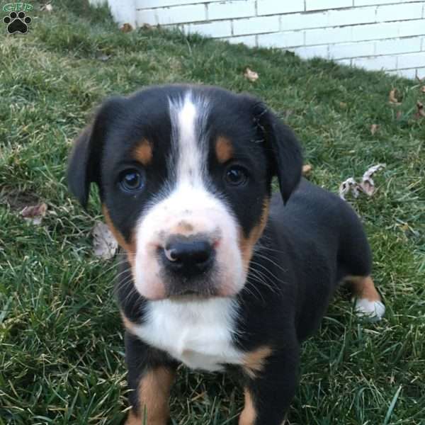 Max, Greater Swiss Mountain Dog Puppy