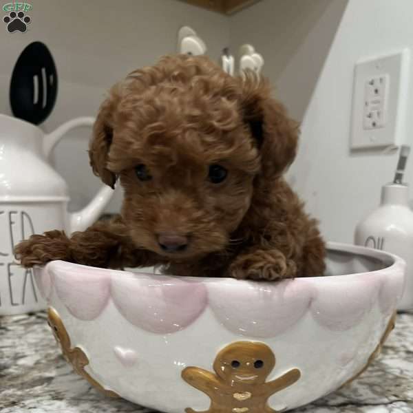 Buttons, Toy Poodle Puppy