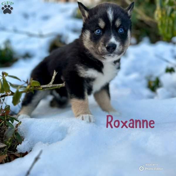 Roxanne, Siberian Husky Puppy