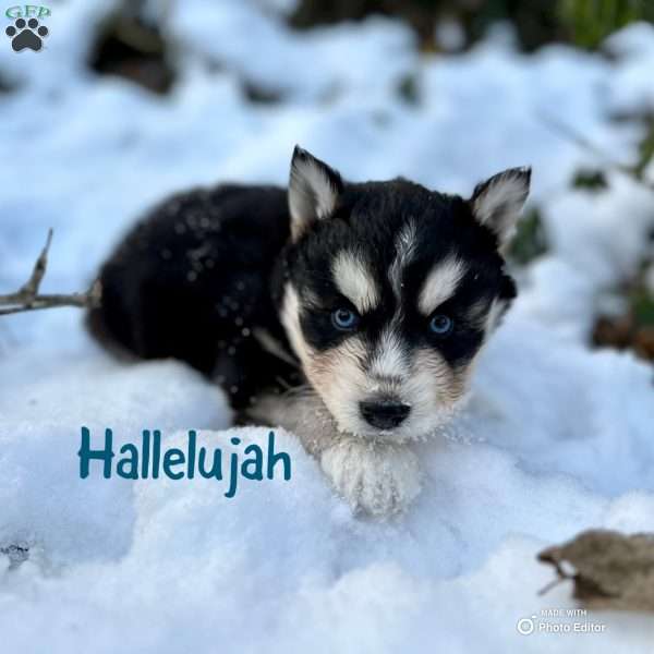 Hallelujah, Siberian Husky Puppy