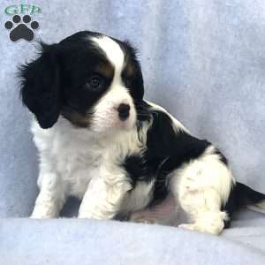 Oreo, Cavalier King Charles Spaniel Puppy