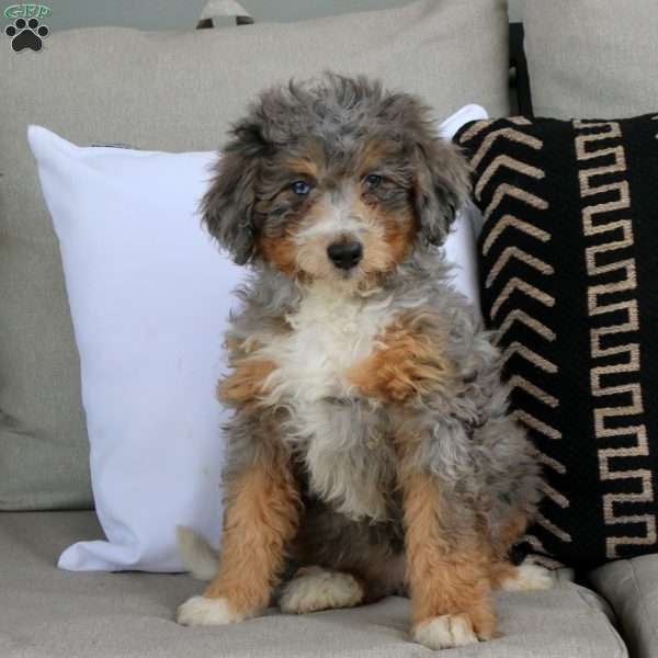 Abby, Mini Bernedoodle Puppy