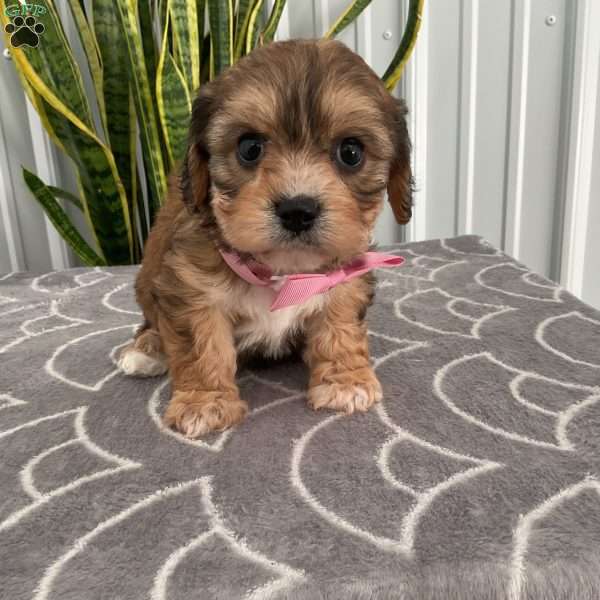 Lulu, Cavachon Puppy