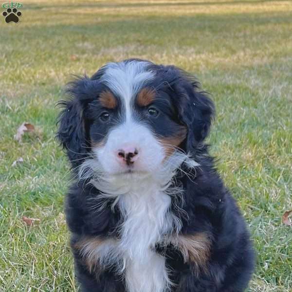 Handsome, Mini Bernedoodle Puppy